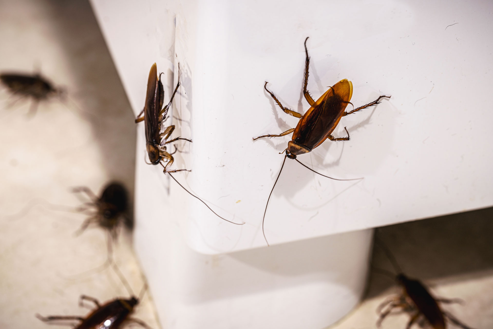 Residential Pest Control